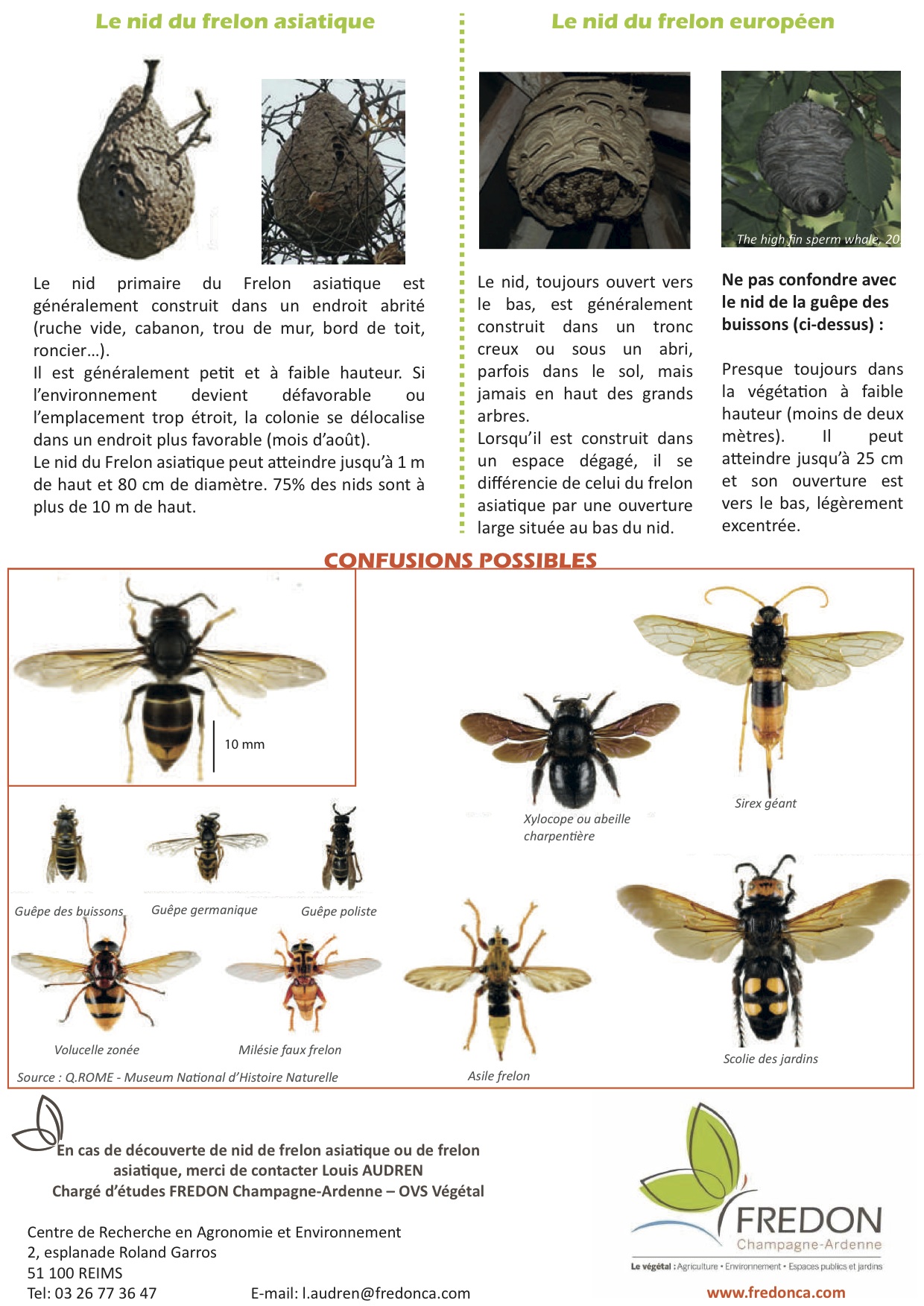 Fiche de reconnaissance Frelon asiatique 2