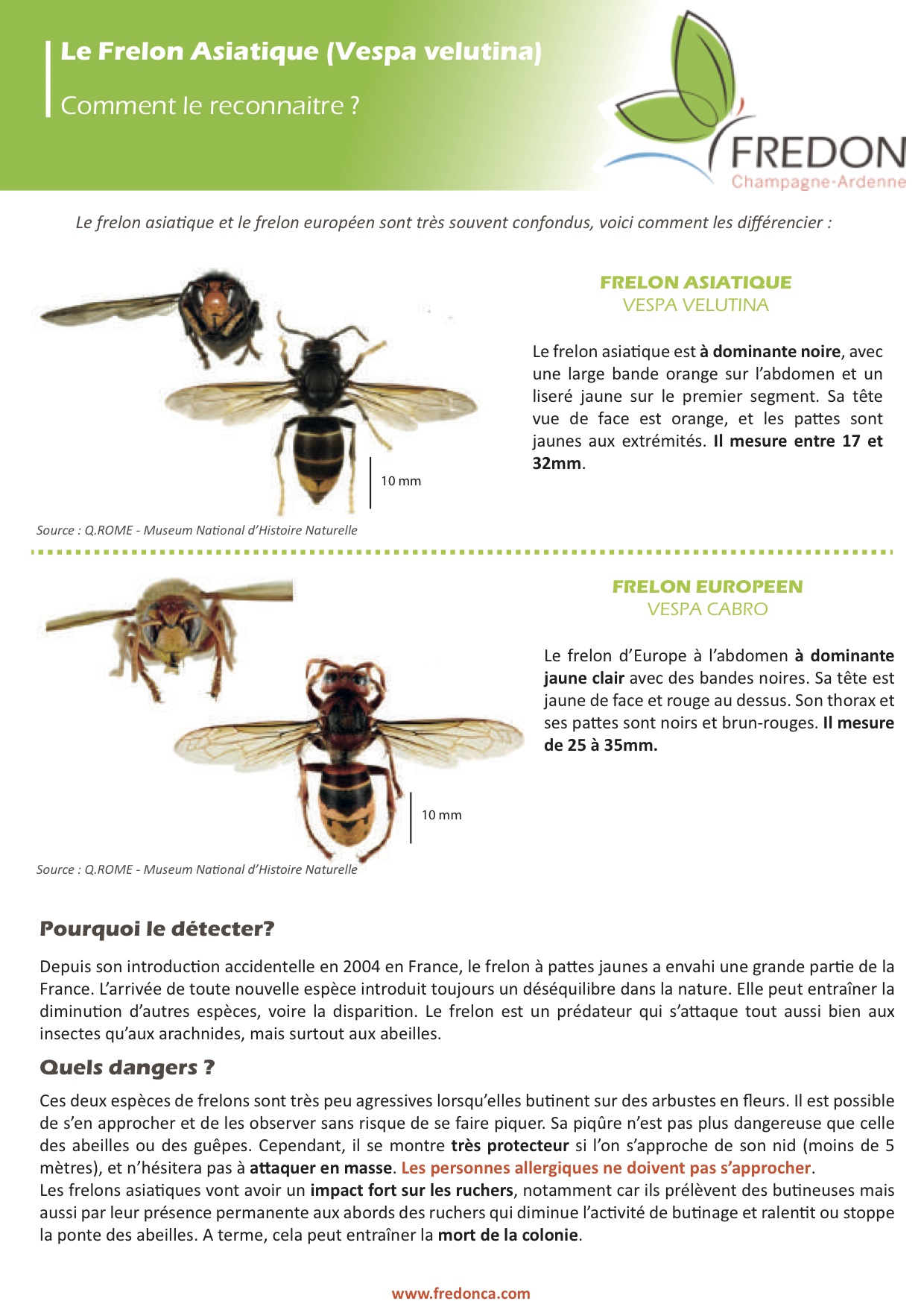 Fiche de reconnaissance Frelon asiatique