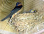 hirondelle